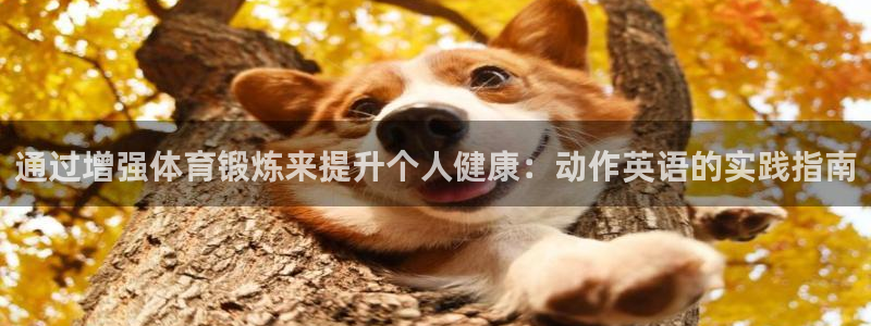 领航国际3