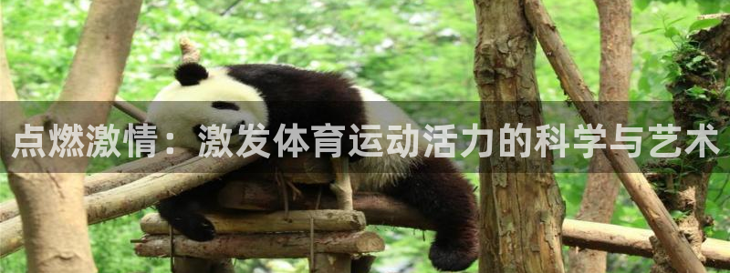 领航国际4官网